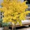 Mariken Dwarf Ginkgo Single Trunk Topiary Tree - 2 Gallon Pot -Stylish Garden Plant Store ginkgo biloba mariken single trunk topiary tree 2