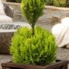 Goldcrest Monterey Lemon Cypress - 2-Ball Poodle Tier Topiary - 2 Gallon Pot -Stylish Garden Plant Store goldcrest monterey lemon cypress two ball poodle tier topiary 1