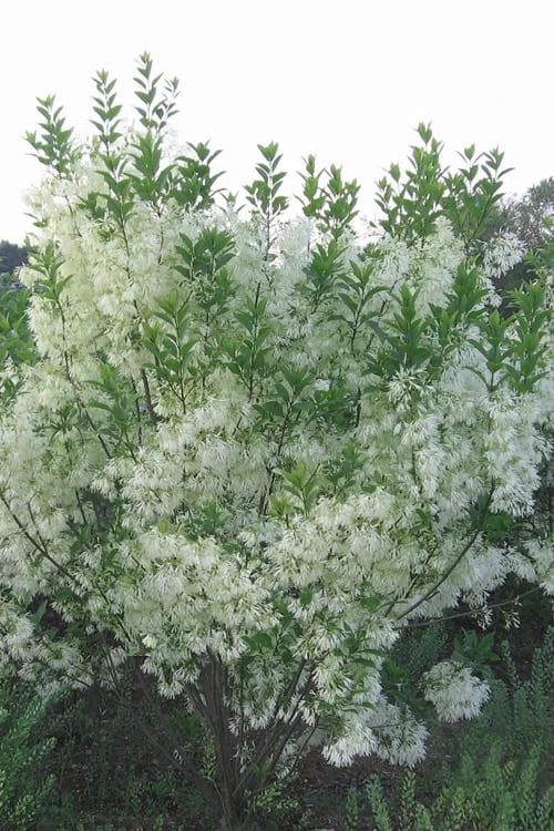 Grancy Graybeard - White Fringe Tree - 3 Gallon Pot 9 Grancy Graybeard - White Fringe Tree - 3 Gallon Pot - Image 7