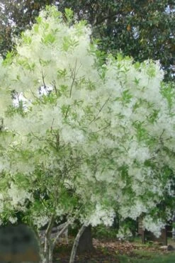 Grancy Graybeard - White Fringe Tree - 3 Gallon Pot 19 Grancy Graybeard - White Fringe Tree - 3 Gallon Pot -Stylish Garden Plant Store grancy graybeard tree flowers 22 500x750 1