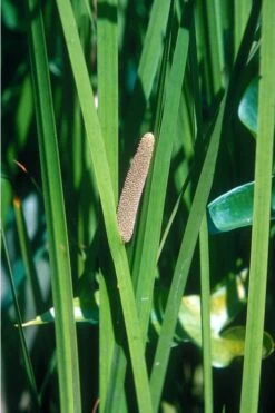 American Sweet Flag (Acorus Americanus) - 1 Gallon Pot -Stylish Garden Plant Store grass american sedge 500x750 1
