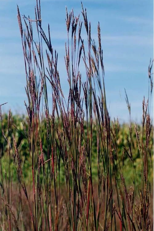 Big Bluestem Grass (Andropogon Gerardii) - 5 Pack Of Quart Pots 7 Big Bluestem Grass (Andropogon Gerardii) - 5 Pack Of Quart Pots - Image 5