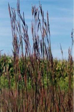 Big Bluestem Grass (Andropogon Gerardii) - 8 Pack Of 1 Gallon Pots -Stylish Garden Plant Store grass big bluestem 500x750 2