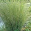 Marsh Sand Cordgrass (Spartina Bakeri) - 6 Pack Of 1 Gallon Pots 2 Marsh Sand Cordgrass (Spartina Bakeri) - 6 Pack Of 1 Gallon Pots -Stylish Garden Plant Store grass marsh sandgrass 500x750 1