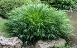 Hakone Japanese Forest Grass (Hakonechloa Macra) - 1 Gallon Pot -Stylish Garden Plant Store hakonechloa macra hakone japanese forest grass 4