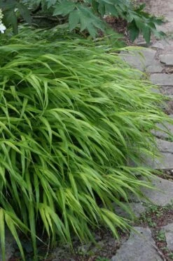 Hakone Japanese Forest Grass (Hakonechloa Macra) - 1 Gallon Pot -Stylish Garden Plant Store hakonechloa macra hakone japanese forest grass 5