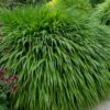 Hakone Japanese Forest Grass (Hakonechloa Macra) - 1 Gallon Pot -Stylish Garden Plant Store hakonechloa macra hakone japanese forest grass 7