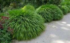 Hakone Japanese Forest Grass (Hakonechloa Macra) - 1 Gallon Pot -Stylish Garden Plant Store hakonechloa macra hakone japanese forest grass 8
