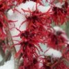 Diane Red Witch Hazel (Hamamelis X Intermedia) - 7 Gallon Pot -Stylish Garden Plant Store hamamelis intermedia diane witch hazel 12