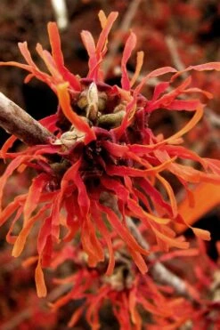Diane Red Witch Hazel (Hamamelis X Intermedia) - 7 Gallon Pot -Stylish Garden Plant Store hamamelis intermedia diane witch hazel 2