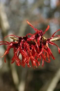 Diane Red Witch Hazel (Hamamelis X Intermedia) - 7 Gallon Pot -Stylish Garden Plant Store hamamelis intermedia diane witch hazel 4
