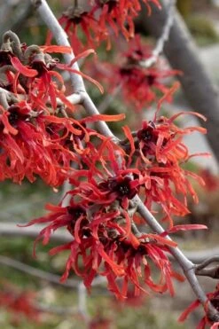 Diane Red Witch Hazel (Hamamelis X Intermedia) - 7 Gallon Pot -Stylish Garden Plant Store hamamelis intermedia diane witch hazel 6
