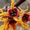 Ozark Witch Hazel (Hamamelis Vernalis) - 3 Gallon Pot 1 Ozark Witch Hazel (Hamamelis Vernalis) - 3 Gallon Pot -Stylish Garden Plant Store hamamelis veralis vernal ozark witch hazel 10
