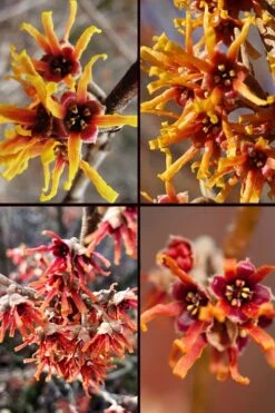 Ozark Witch Hazel (Hamamelis Vernalis) - 3 Gallon Pot -Stylish Garden Plant Store hamamelis veralis vernal ozark witch hazel 11
