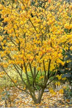 Ozark Witch Hazel (Hamamelis Vernalis) - 3 Gallon Pot -Stylish Garden Plant Store hamamelis veralis vernal ozark witch hazel 12