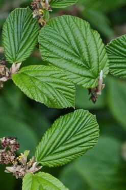 Ozark Witch Hazel (Hamamelis Vernalis) - 3 Gallon Pot -Stylish Garden Plant Store hamamelis veralis vernal ozark witch hazel 2