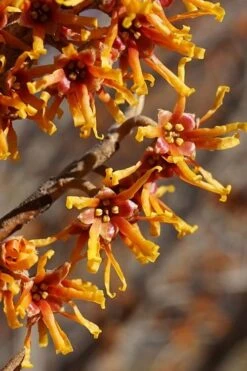 Ozark Witch Hazel (Hamamelis Vernalis) - 3 Gallon Pot -Stylish Garden Plant Store hamamelis veralis vernal ozark witch hazel 4