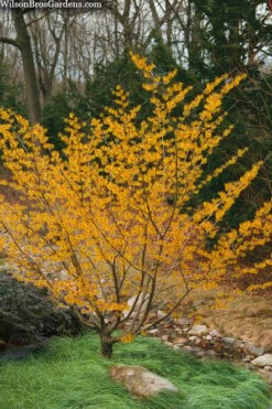 Ozark Witch Hazel (Hamamelis Vernalis) - 3 Gallon Pot -Stylish Garden Plant Store hamamelis veralis vernal ozark witch hazel 8