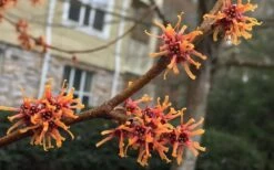Ozark Witch Hazel (Hamamelis Vernalis) - 3 Gallon Pot -Stylish Garden Plant Store hamamelis veralis vernal ozark witch hazel 9