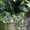 Variegated Algerian Ivy (Hedera Algeriensis 'Gloire De Marengo') - 5 Pack Of Pint Pots -Stylish Garden Plant Store hedera algeriensis gloire de marengo variegated algerian ivy 102