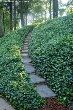 English Ivy (Hedera Helix) - 72 Pack Of 3.5" Pots