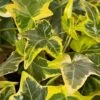Gold Child Ivy (Hedera Helix) - 6 Pack Of Pint Pots -Stylish Garden Plant Store hedera helix gold child english ivy 100