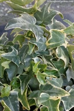 Ingelise English Ivy (Hedera) - 5 Pack Of Pint Pots -Stylish Garden Plant Store hedera helix ingelise english ivy 4 1