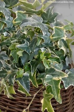 Ingelise English Ivy (Hedera) - 5 Pack Of Pint Pots -Stylish Garden Plant Store hedera helix ingelise english ivy 6 1