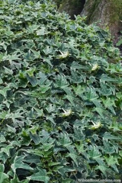 Ingelise English Ivy (Hedera) - 10 Pack Of 4" Pots -Stylish Garden Plant Store hedera helix ingelise english ivy 7