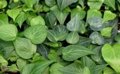Teardrop Ivy (Hedera Helix) - 5 Pack Of Pint Pots -Stylish Garden Plant Store hedera helix teardrop ivy 100