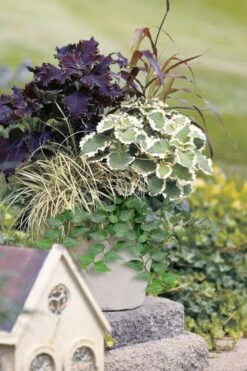 Teardrop Ivy (Hedera Helix) - 5 Pack Of Pint Pots -Stylish Garden Plant Store hedera helix teardrop ivy 101