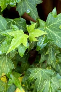 Wilson Ivy (Hedera Helix) - 5 Pack Of Quart Pots -Stylish Garden Plant Store hedera helix wilsonii wilson ivy 1