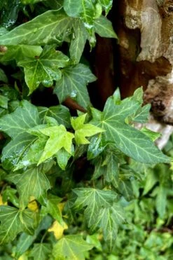 Wilson Ivy (Hedera Helix) - 5 Pack Of Quart Pots -Stylish Garden Plant Store hedera helix wilsonii wilson ivy 2