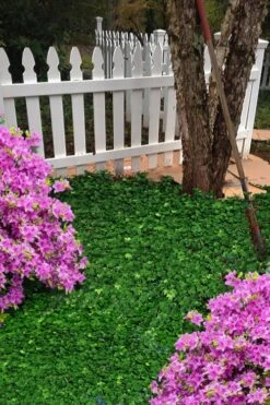 Wilson Ivy (Hedera Helix) - 5 Pack Of Quart Pots -Stylish Garden Plant Store hedera helix wilsonii wilson ivy 5