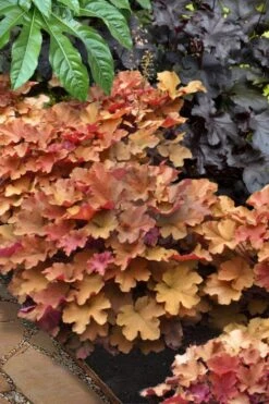 Caramel Heuchera (Villosa Hybrid) - 10 Count Flat Of Quart Pots 11 Caramel Heuchera (Villosa Hybrid) - 10 Count Flat Of Quart Pots -Stylish Garden Plant Store heuchera caramel 20
