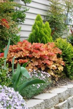 Caramel Heuchera (Villosa Hybrid) - 10 Count Flat Of Quart Pots 12 Caramel Heuchera (Villosa Hybrid) - 10 Count Flat Of Quart Pots -Stylish Garden Plant Store heuchera caramel 21