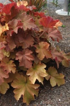 Caramel Heuchera (Villosa Hybrid) - 10 Count Flat Of Quart Pots 13 Caramel Heuchera (Villosa Hybrid) - 10 Count Flat Of Quart Pots -Stylish Garden Plant Store heuchera caramel 23