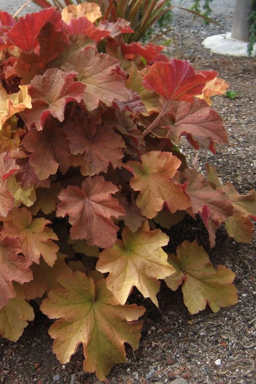 Caramel Heuchera (Villosa Hybrid) - 10 Count Flat Of Quart Pots 8 Caramel Heuchera (Villosa Hybrid) - 10 Count Flat Of Quart Pots - Image 6