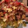 Caramel Heuchera (Villosa Hybrid) - 10 Count Flat Of Quart Pots 1 Caramel Heuchera (Villosa Hybrid) - 10 Count Flat Of Quart Pots -Stylish Garden Plant Store heuchera caramel coral bells 31
