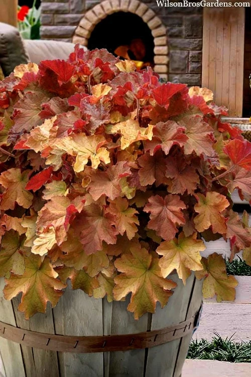 Caramel Heuchera (Villosa Hybrid) - 10 Count Flat Of Quart Pots 3 Caramel Heuchera (Villosa Hybrid) - 10 Count Flat Of Quart Pots