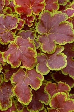 Solar Eclipse Heucherella (Foamy Bells) - 1 Gallon Pot -Stylish Garden Plant Store heucherella solar eclipse 1