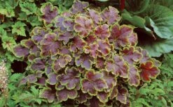 Solar Eclipse Heucherella (Foamy Bells) - 1 Gallon Pot -Stylish Garden Plant Store heucherella solar eclipse 3