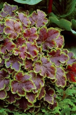 Solar Eclipse Heucherella (Foamy Bells) - 1 Gallon Pot -Stylish Garden Plant Store heucherella solar eclipse 4