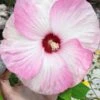 Luna Pink Swirl Hardy Hibiscus - 3 Gallon Pot -Stylish Garden Plant Store hibiscus luna pink swirl 101