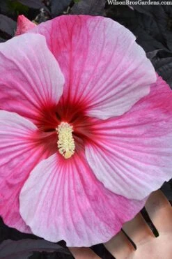 Starry Night Hardy Hibiscus (Rose Mallow) - 1 Gallon Pot -Stylish Garden Plant Store hibiscus starry night rose mallow 2