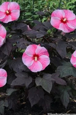 Starry Night Hardy Hibiscus (Rose Mallow) - 1 Gallon Pot -Stylish Garden Plant Store hibiscus starry night rose mallow 4