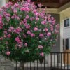 Lucy Rose Of Sharon (Single Trunk Tree) - 7 Gallon Pot (3-4') 1 Lucy Rose Of Sharon (Single Trunk Tree) - 7 Gallon Pot (3-4') -Stylish Garden Plant Store hibiscus syriacus lucy rose of sharon tree 2 1