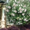Morning Star Rose Of Sharon (Single Trunk Tree) - 7 Gallon Pot (3-4') 1 Morning Star Rose Of Sharon (Single Trunk Tree) - 7 Gallon Pot (3-4') -Stylish Garden Plant Store hibiscus syriacus morning star rose of sharon tree 1