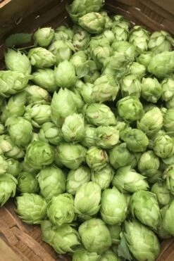 Cascade Hops Vine - 3 Gallon Pot -Stylish Garden Plant Store humulus lupulus cascade hops 1