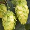Cascade Hops Vine - 3 Gallon Pot